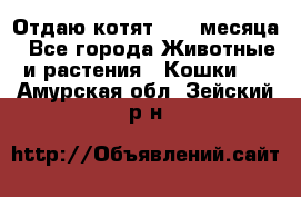 Отдаю котят. 1,5 месяца - Все города Животные и растения » Кошки   . Амурская обл.,Зейский р-н